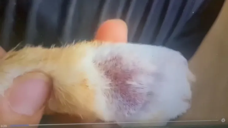 兔子腳傷。翻攝臉書《兔寶認養●送養幸福樂園》