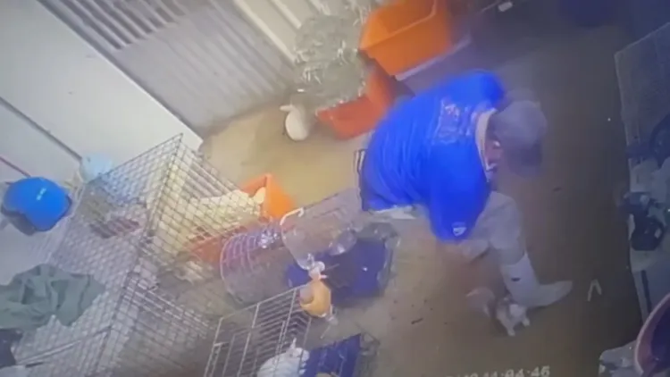 陳姓獸醫腳踩兔子。臉書《兔寶認養●送養幸福樂園》