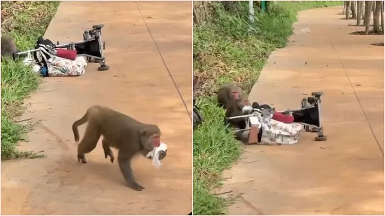 動物園指出不要將塑膠袋與食物外露，才不會吸引獼猴搶奪。翻攝自threads karenchano8o8