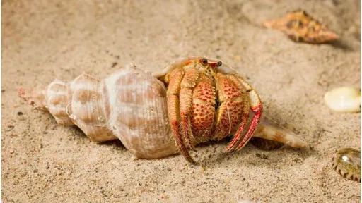 深海驚見「草莓鉗」怪蟹 擁有亮紅手臂與蟬叫聲