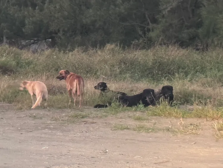 漁光島野狗群聚狀況越來越嚴重。民眾提供