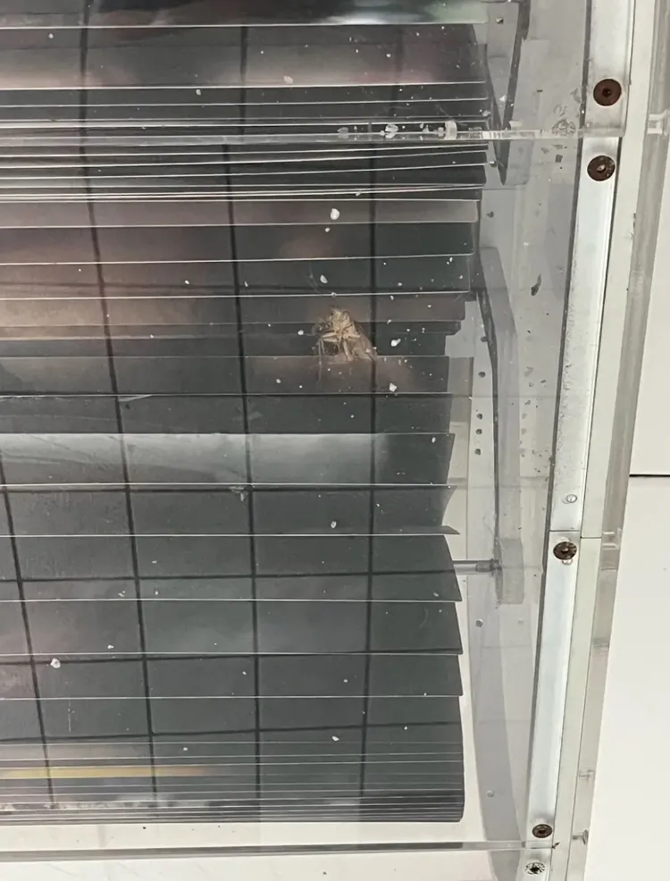 原PO看到在髒髒的玻璃箱體內，明顯可見有死蟑螂在內。翻攝自Dcard