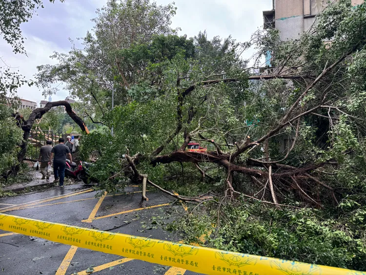 北市民權東路六段路樹折斷險砸中公車站。彭欣偉攝