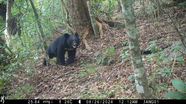 張姓巡山員平時會上山維護自動相機，協助監控通報黑熊出沒及拍攝相關影像。資料照片