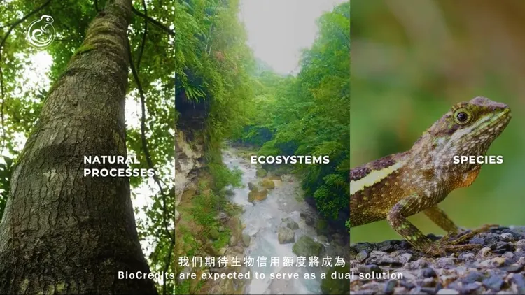 台大實驗林處長蔡明哲教授推動台灣生物信用額度方案BioPlus，元杉森林在花蓮壽豐的前瞻。元杉森林提供