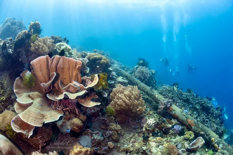 當地政府、業者另外在這片海域投置了不少人工魚礁，吸引大量的軟珊瑚、硬珊瑚附著和魚類棲息。Peggy Chiang攝影、提供