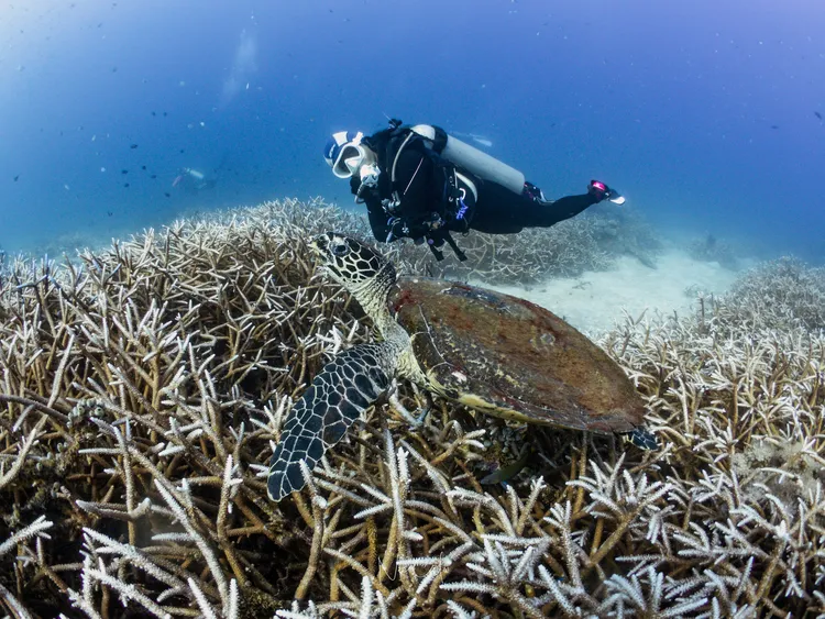 當地潛水攝影師Nico Calo為Peggy與海龜合影。Dive NorthMin臉書提供，Nico Calo攝影