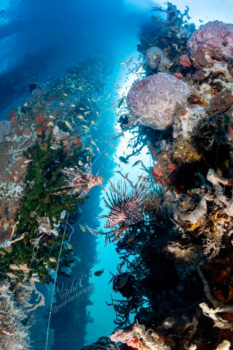 看似不起眼的水泥碼頭，之下竟別有洞天。Peggy Chiang攝影、提供