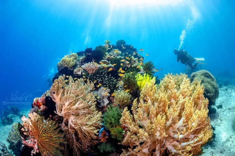 北民答那峨水下世界，宛如一座海中珊瑚花園。Peggy Chiang攝影、提供