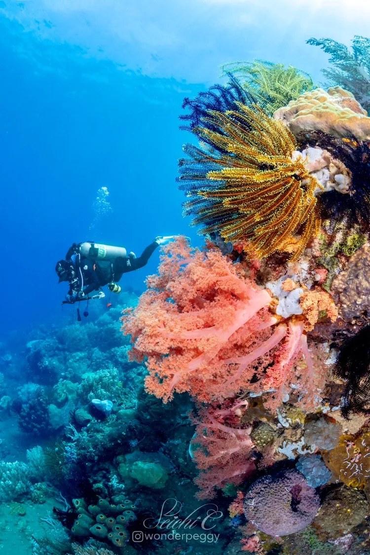 東米薩米斯省(Misamis Oriental)以北、甘米銀省(Camiguin)周邊海域，水下生態資源豐富。Peggy Chiang攝影、提供