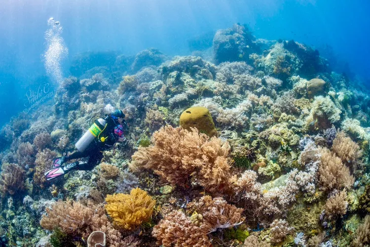 北民答那峨最讓Peggy驚豔的，是水下那密度相當高的珊瑚生態。Peggy Chiang攝影、提供