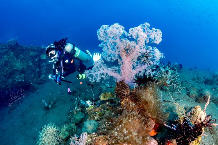 沉橋上頭可見一株特別大的軟珊瑚。Peggy Chiang攝影、提供
