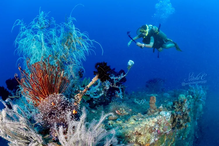 二次大戰中被炸毀的沉橋，已成為一座巨型人工魚礁。Peggy Chiang攝影、提供