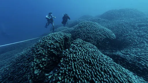 「拿破崙時期活到現在」 下水驚見3百歲巨無霸動物
