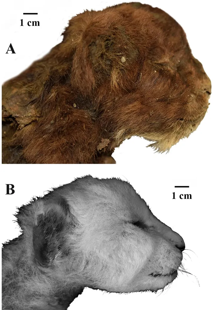 劍齒虎幼獸與現代獅子幼獸比較圖。翻攝自CNN