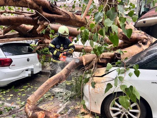 康芮狂風吹過 台北市已2700起路樹倒塌!警義消動員2300人次災後復原