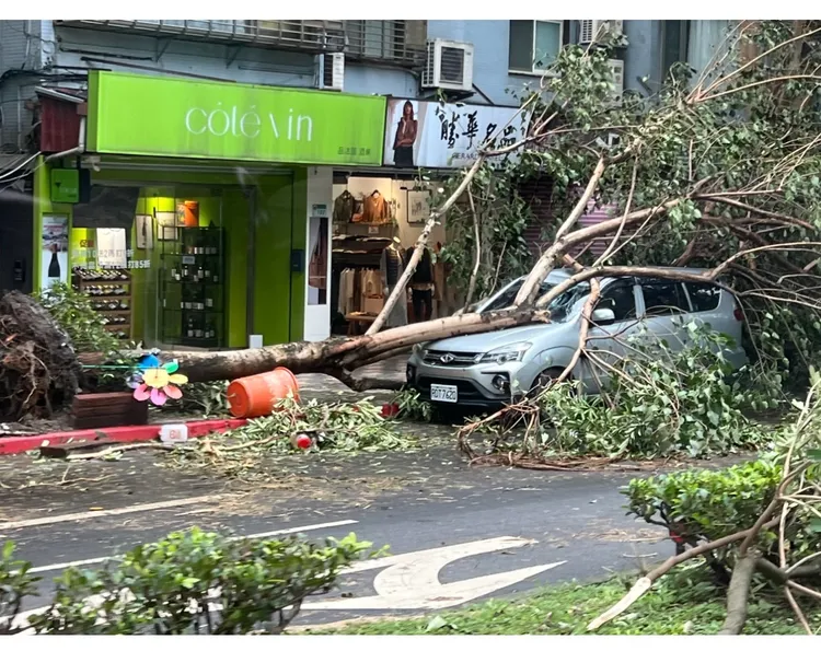 路樹倒塌後壓到民眾車輛。讀者提供