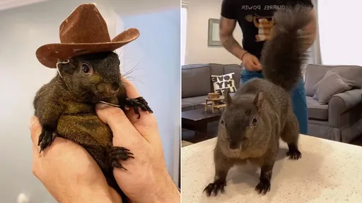 50萬粉「網紅松鼠」被環保局逮捕處死 飼養7年竟是野生動物