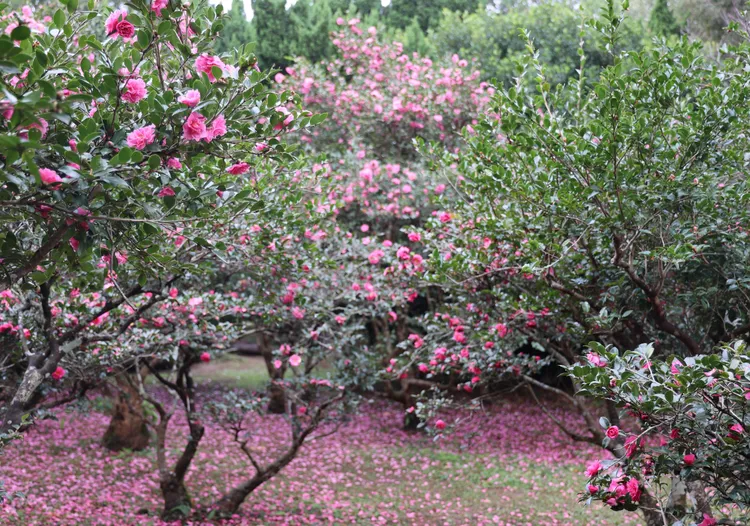 茶梅的花瓣像雪片般飄落有如美麗的花毯。花卉試驗中心提供