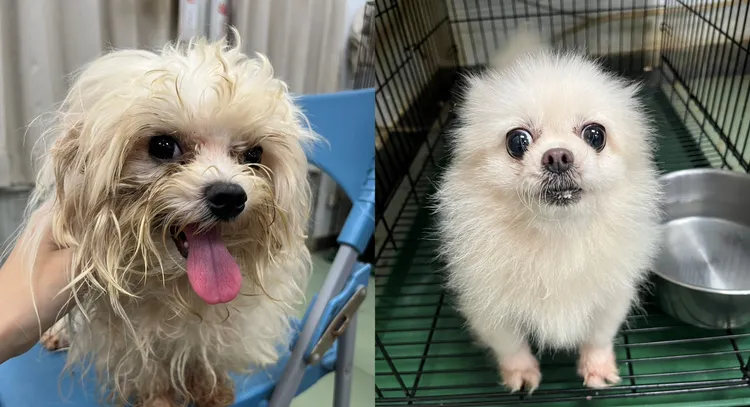 狗狗年齡從1到10歲都有，希望有愛心的民眾能把牠們帶回家。南市動保處提供