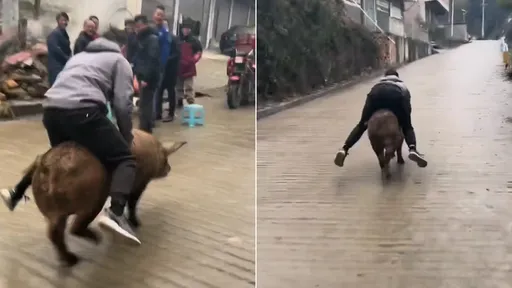 野豬騎士4ni?他真騎豬豬街頭狂奔 雙手抓牠「這裡」成功煞車