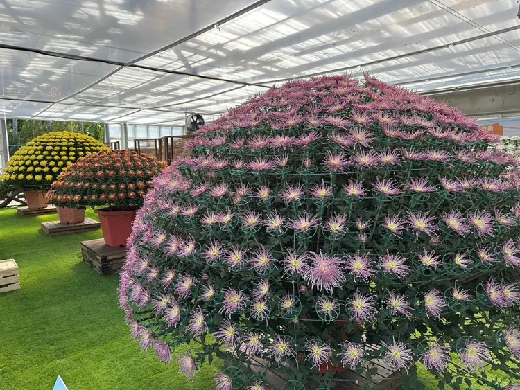 大立菊的雄偉姿態，令人驚嘆其花中巨匠的美譽。北市公園處提供
