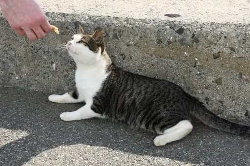 台灣人愛做1善行 日籍網紅卻說是「自私行為」在日本被禁止