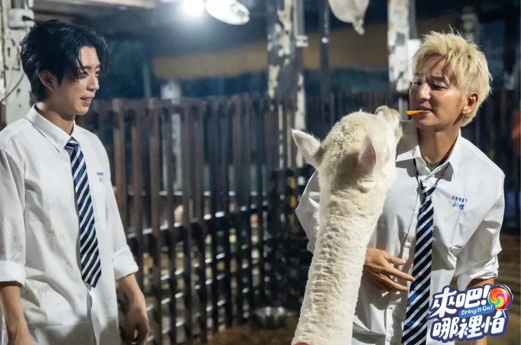 小煜（右）與羊駝嘴對嘴，另類親密接觸。TVBS提供