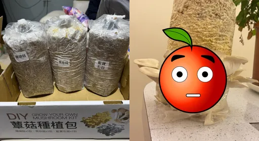 好市多DIY種菇!一堆人分享成果照「隔天有驚奇」