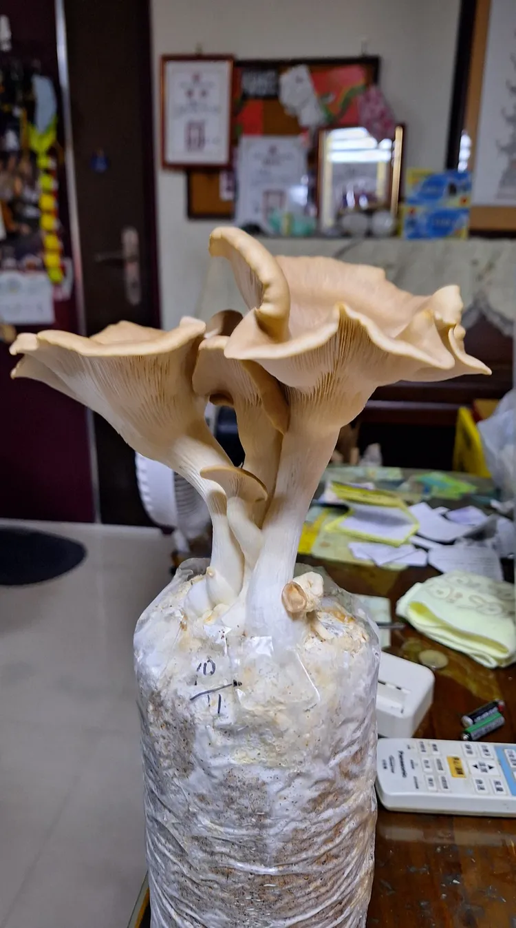 網友透露買來第二天就長很大。翻攝「Costco好市多 商品經驗老實說」