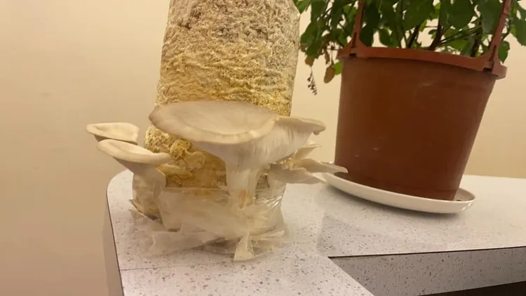 網友分享種植成果。翻攝「Costco好市多 商品經驗老實說」