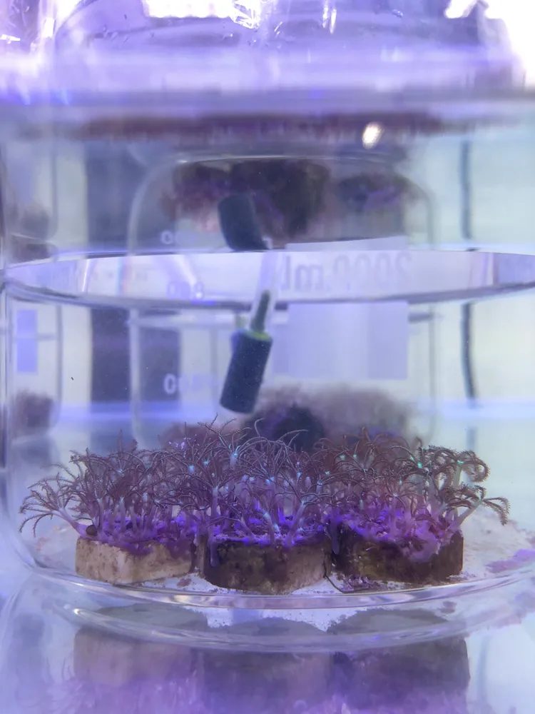 紫皮珊瑚暴露在聚乙烯塑膠微粒的海水中會釋放更多鈣離子，直接導致珊瑚骨骼的退化。中山大學提供