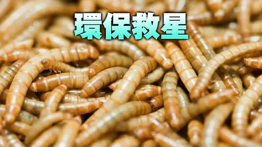 麵包蟲能吃塑膠分子 科學家發現四個月內可吞噬一次性口罩