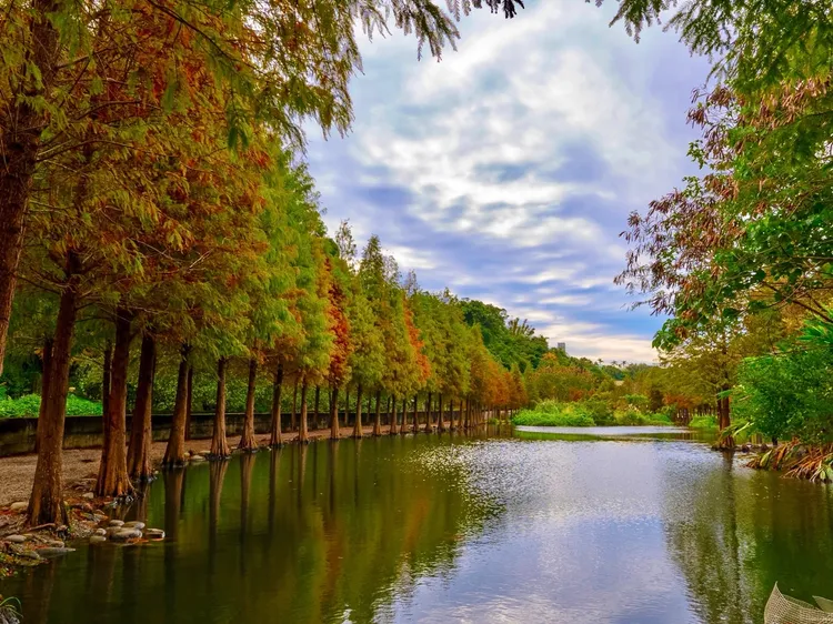 桃園大溪月眉人工濕地生態公園，種植了370棵落羽松林面積達3公頃，每年秋冬都會由綠、黃轉紅，倒映水面繽紛美麗。業者提供
