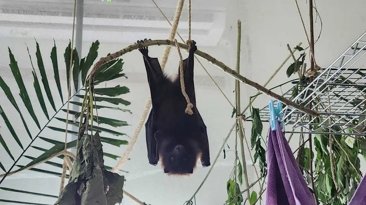 台灣狐蝠蝠寶照料7個多月後野放。林保署花蓮分署提供