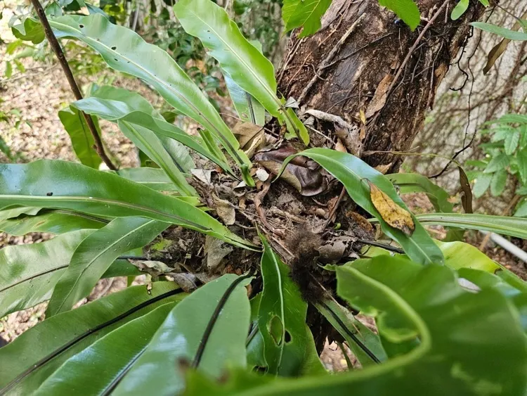 狐蝠皮毛散落地面。林保署花蓮分署提供