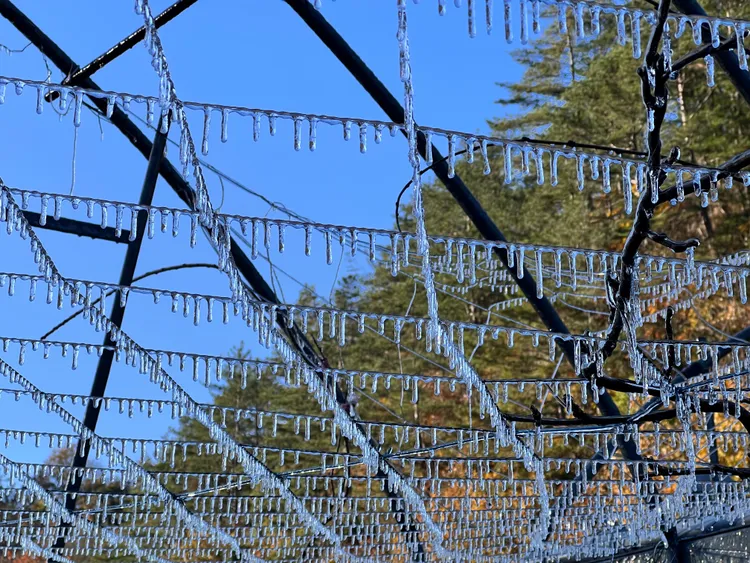 武陵農場會把藤花園澆灌系統打開以防結凍，早上才會出現這種特殊的結冰景觀。武陵農場提供