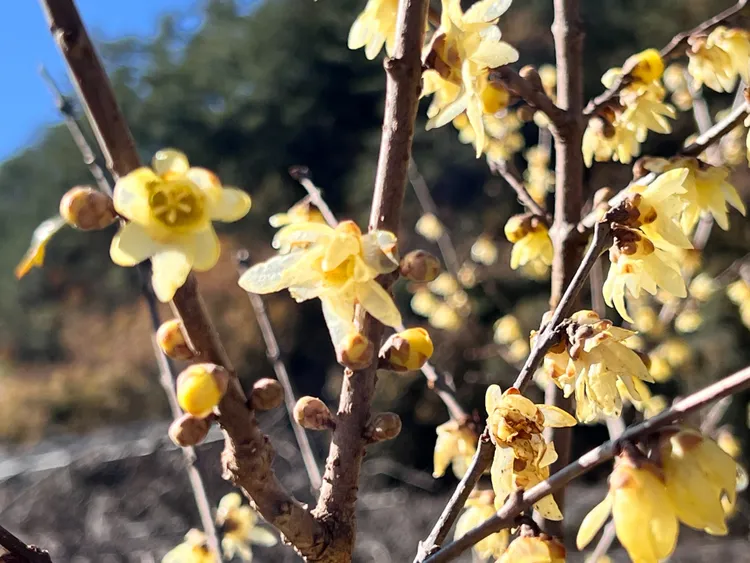 臘梅綻放。民眾提供