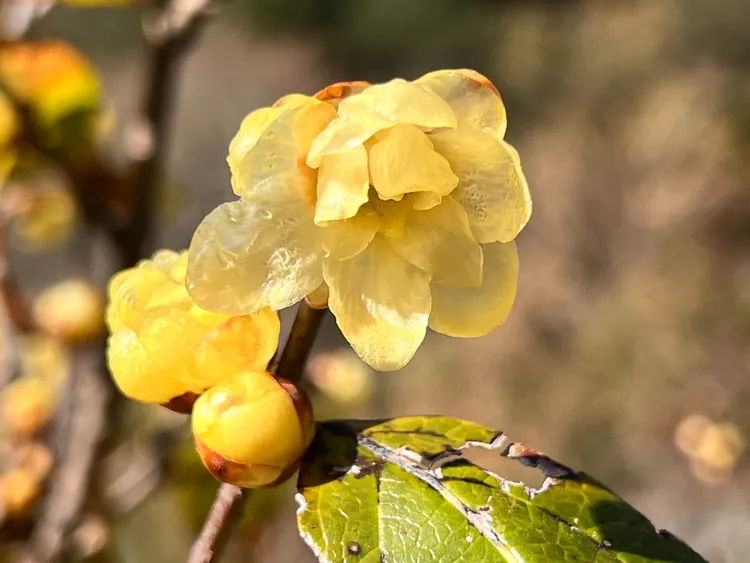 武陵農場臘梅綻放。武陵農場提供