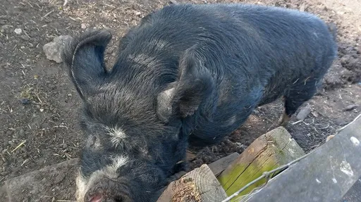 中國吃掉全世界一半的豬!英外相訪中後 北京恢復英國豬肉進口