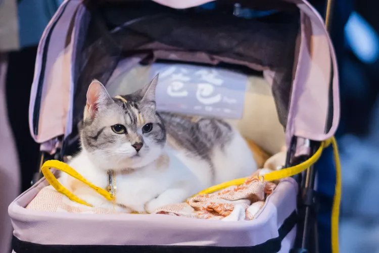 「三花」萌樣爆紅。甲上提供