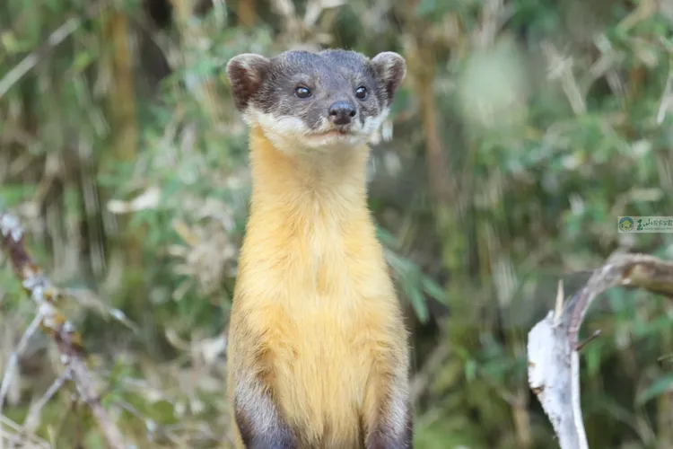 公貂「壯壯」銷聲匿跡2年後重新現蹤。玉管處提供