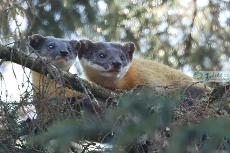 熊妹和壯壯嘿咻途中聽到有聲音，同時抬頭朝向聲音來源處。玉管處提供