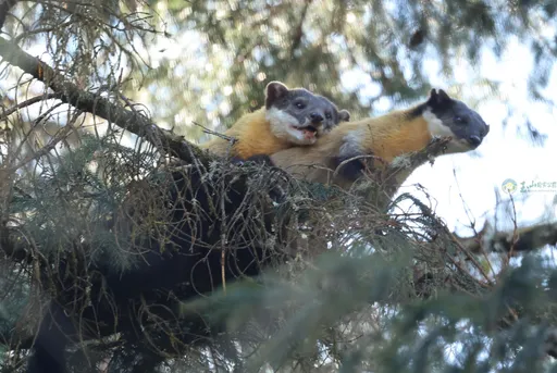 珍貴畫面！玉山黃喉貂「交疊嘿咻」40分鐘　研究員全程直擊