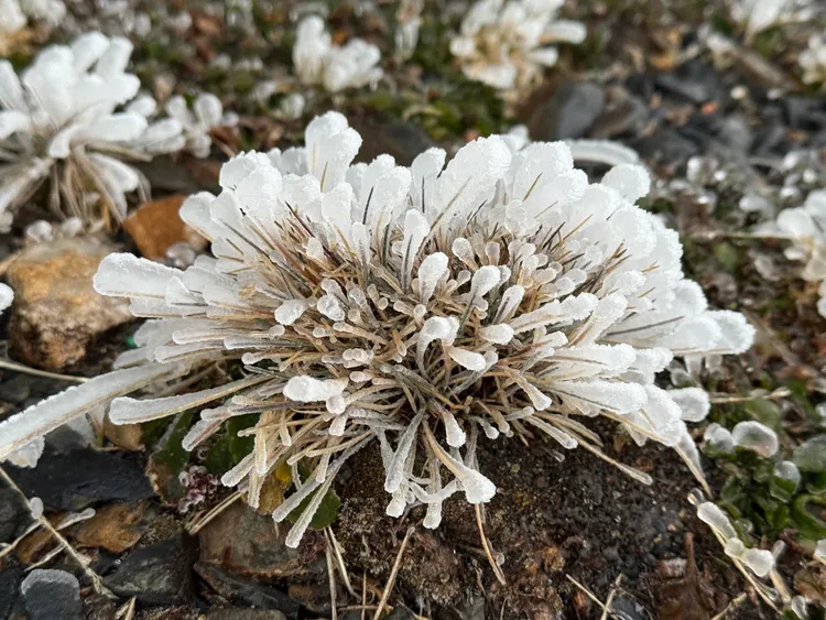 植物因霧淞及雨淞結晶體。氣象署提供
