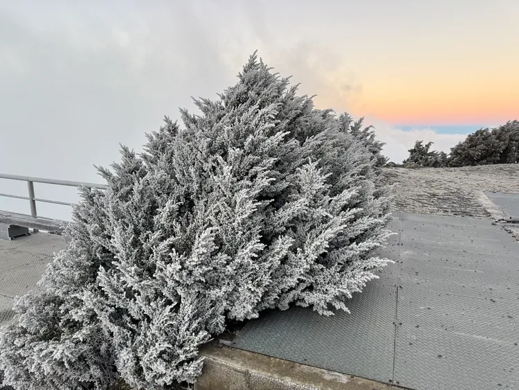 玉山氣象站樹梢染成一片雪白。氣象署提供