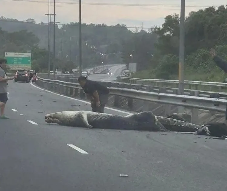 跟人類相比，更顯出鱷魚的巨大。翻攝臉書/sarawakviralnews