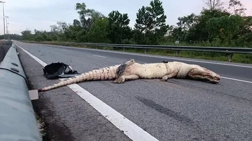 高速公路離奇車禍1亡 重量級受害者攔住整個車道