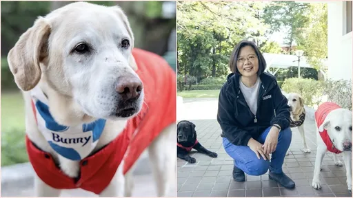 蔡英文愛犬過世 她曝光幫3隻狗布置長眠地