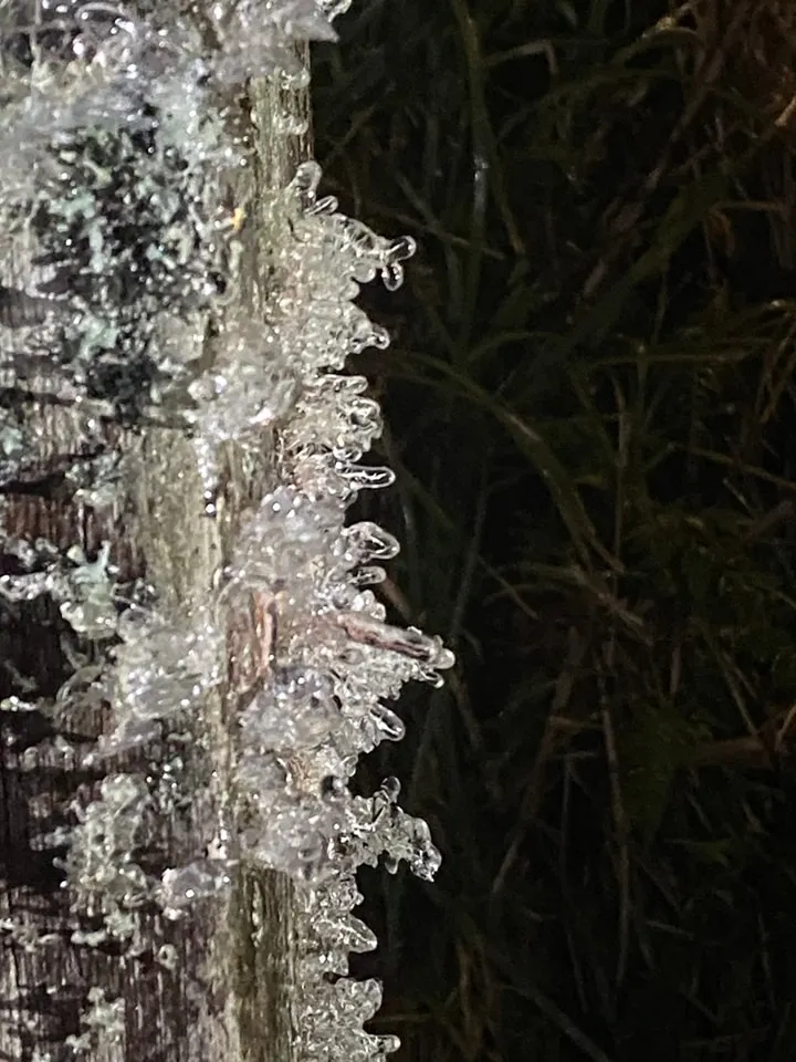 太平山枝頭上的霧淞，晶瑩剔透。翻攝太平山國家森林遊樂區臉書粉專